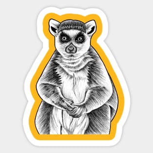 Ring-tailed lemur - ink illustration Sticker